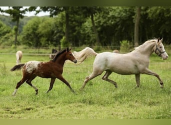 Welsh-A, Merrie, 6 Jaar, 147 cm, Appaloosa