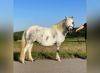 Welsh-A Mix, Stute, 7 Jahre, 114 cm, Schimmel