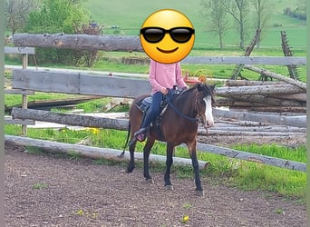 Welsh-A, Merrie, 7 Jaar, 115 cm, Bruin