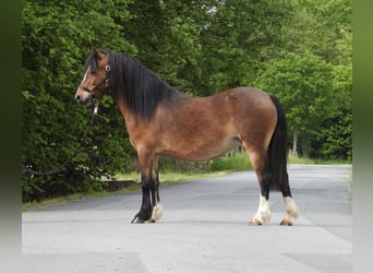 Welsh-A, Merrie, 7 Jaar, 116 cm, Bruin