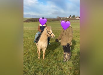 Welsh-A, Merrie, 7 Jaar, 118 cm, Palomino