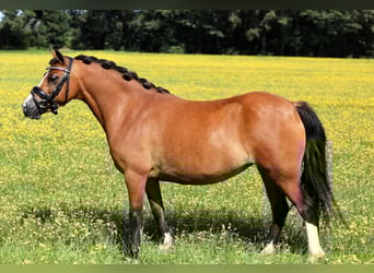 Welsh-A, Merrie, 7 Jaar, 120 cm, Bruin