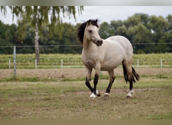 Welsh-A, Merrie, 7 Jaar, 120 cm, Falbe
