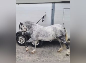 Welsh-A, Merrie, 7 Jaar, 121 cm, Schimmel