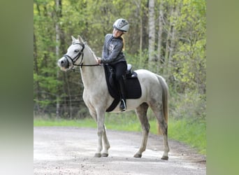 Welsh-A, Merrie, 7 Jaar, 122 cm, Schimmel