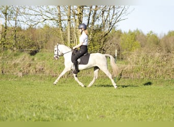Welsh-A, Merrie, 7 Jaar, 122 cm, Schimmel