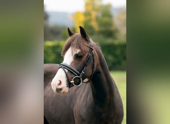 Welsh-A, Merrie, 7 Jaar, 123 cm, Donkerbruin