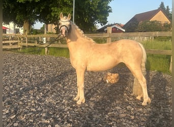 Welsh-A, Merrie, 7 Jaar, 123 cm, Palomino