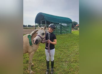 Welsh-A, Merrie, 7 Jaar, 123 cm, Palomino