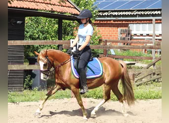 Welsh-A Mix, Merrie, 7 Jaar, Vos