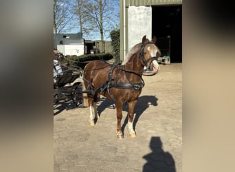 Welsh-A, Merrie, 8 Jaar, 121 cm, Vos