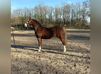 Welsh-A, Merrie, 8 Jaar, 121 cm, Vos