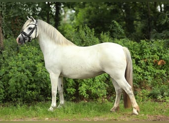 Welsh-A, Merrie, 8 Jaar, 123 cm, Schimmel