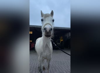 Welsh-A, Merrie, 8 Jaar, 124 cm, Schimmel