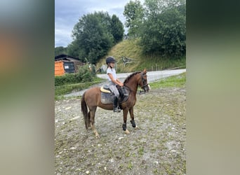 Welsh-A, Merrie, 8 Jaar, 125 cm, Vos