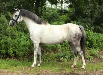 Welsh-A, Merrie, 8 Jaar, 126 cm, Schimmel