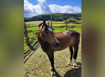 Welsh-A, Merrie, 8 Jaar, 127 cm, Buckskin