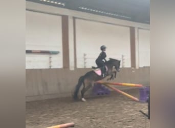 Welsh-A, Merrie, 8 Jaar, 127 cm, Buckskin