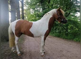 Welsh-A Mix, Merrie, 9 Jaar, 112 cm, Gevlekt-paard