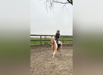 Welsh-A Mix, Merrie, 9 Jaar, 112 cm, Gevlekt-paard