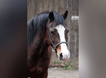 Welsh-A, Merrie, 9 Jaar, 122 cm, Bruin