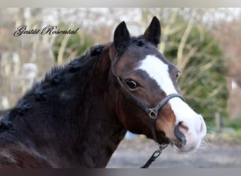 Welsh-A, Merrie, 9 Jaar, 122 cm, Bruin