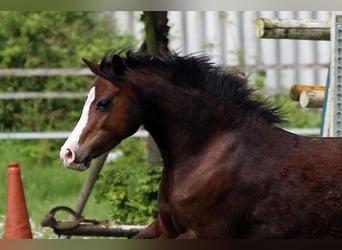 Welsh-A, Merrie, 9 Jaar, 122 cm, Bruin