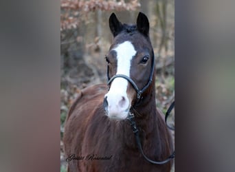 Welsh-A, Merrie, 9 Jaar, 122 cm, Bruin