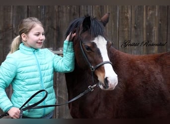 Welsh-A, Merrie, 9 Jaar, 122 cm, Bruin