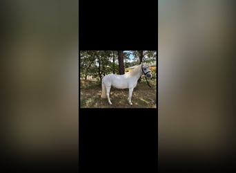 Welsh-A, Merrie, 9 Jaar, 125 cm, Schimmel