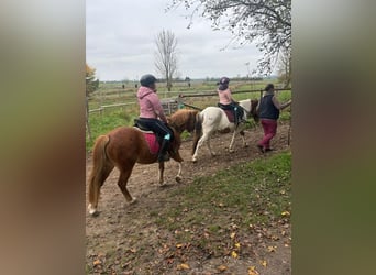 Welsh-A, Merrie, 9 Jaar, 140 cm, Vos