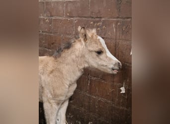 Welsh-A, Merrie, Veulen (01/2026), 120 cm, Buckskin