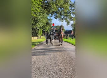 Welsh-A, Merrie, Veulen (06/2025), 125 cm, Appelschimmel