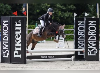 Welsh A (Mountain Pony), Gelding, 10 years, 11,1 hh, Brown