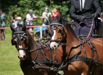Welsh A (Mountain Pony), Gelding, 10 years, 11,2 hh, Brown