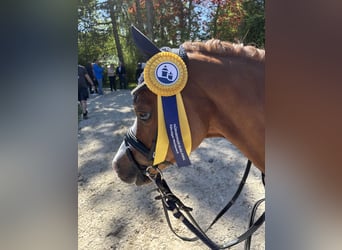 Welsh A (Mountain Pony), Gelding, 11 years, 11,2 hh, Chestnut-Red