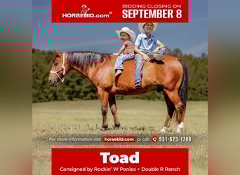 Welsh A (Mountain Pony), Gelding, 11 years, 12.1 hh, Bay