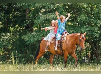 Welsh A (Mountain Pony), Gelding, 11 years, 12.1 hh, Bay