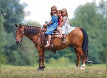 Welsh A (Mountain Pony), Gelding, 11 years, 12.1 hh, Bay