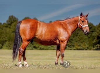 Welsh A (Mountain Pony), Gelding, 11 years, 12.1 hh, Bay