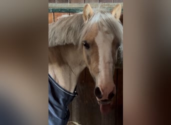 Welsh A (Mountain Pony), Gelding, 11 years, 12 hh, Palomino
