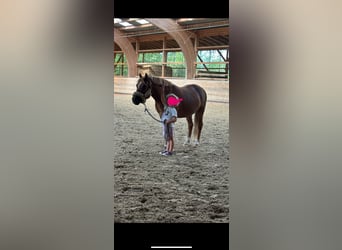 Welsh A (Mountain Pony), Gelding, 12 years, 11.2 hh, Chestnut-Red