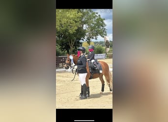 Welsh A (Mountain Pony), Gelding, 12 years, 11.2 hh, Chestnut-Red