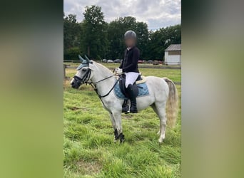 Welsh A (Mountain Pony), Gelding, 12 years, 11.2 hh, Grey