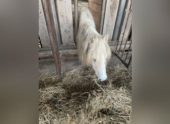 Welsh A (Mountain Pony), Gelding, 12 years, 12,1 hh, Grey