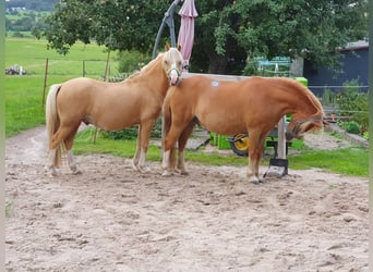 Welsh A (Mountain Pony), Gelding, 13 years, 11.3 hh, Chestnut