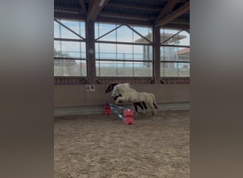 Welsh A (Mountain Pony), Gelding, 13 years, 12,1 hh, Grey