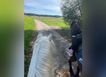 Welsh A (Mountain Pony), Gelding, 13 years, 12,1 hh, Grey