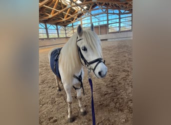 Welsh A (Mountain Pony), Gelding, 13 years, 12,1 hh, Grey