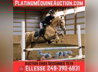 Welsh A (Mountain Pony), Gelding, 13 years, 13.1 hh, Palomino